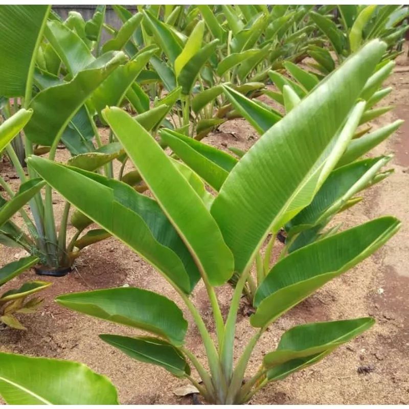 Tanaman hias pisang kipas tinggi 1 meter