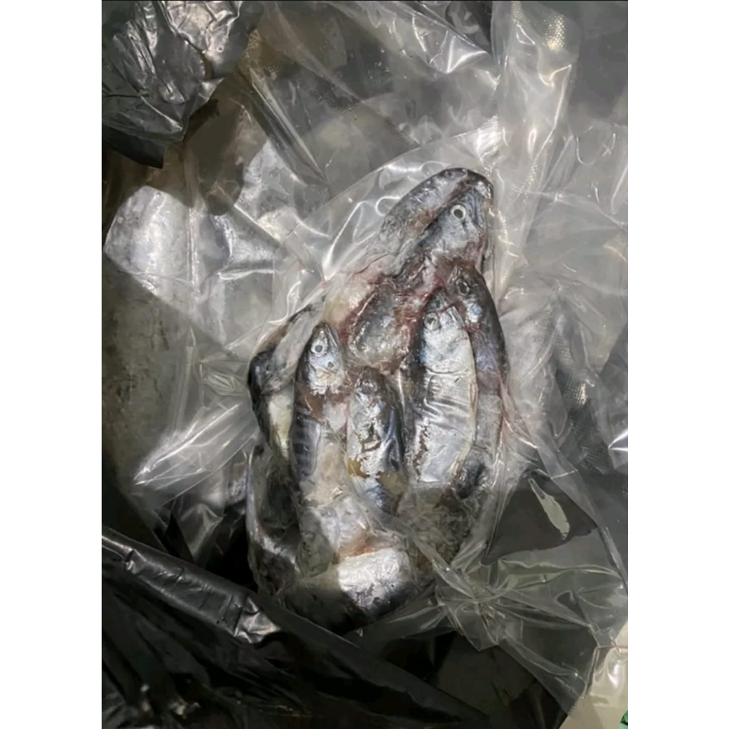 

Ikan Tongkoldeho 500 gram