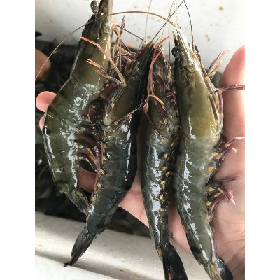 

udang pancet 250 gram - Udang Tiger