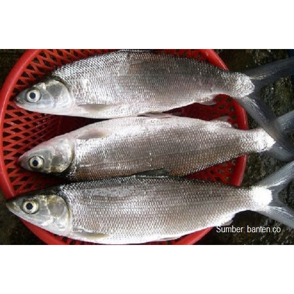 

Ikan bandeng utuh 500 gram beku