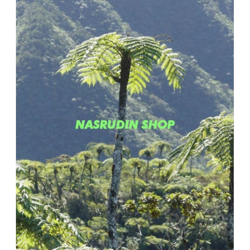 

[Fresh] BONGGOL BIBIT PAKIS PALEM 2KG PAKIS MONYET PAKIS RAJA PAKU KAPAL PAKIS GAJAH