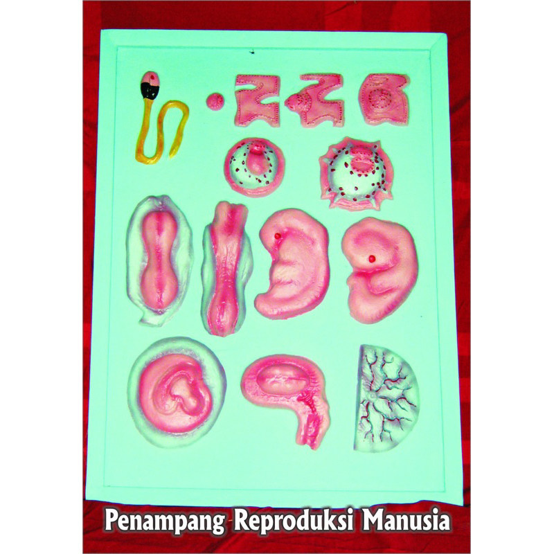 

penampang reproduksi manusia alat peraga pendidikan
