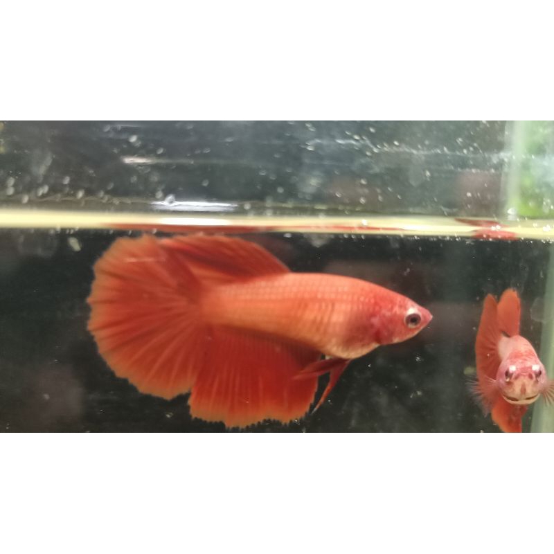 

female Half moon super red