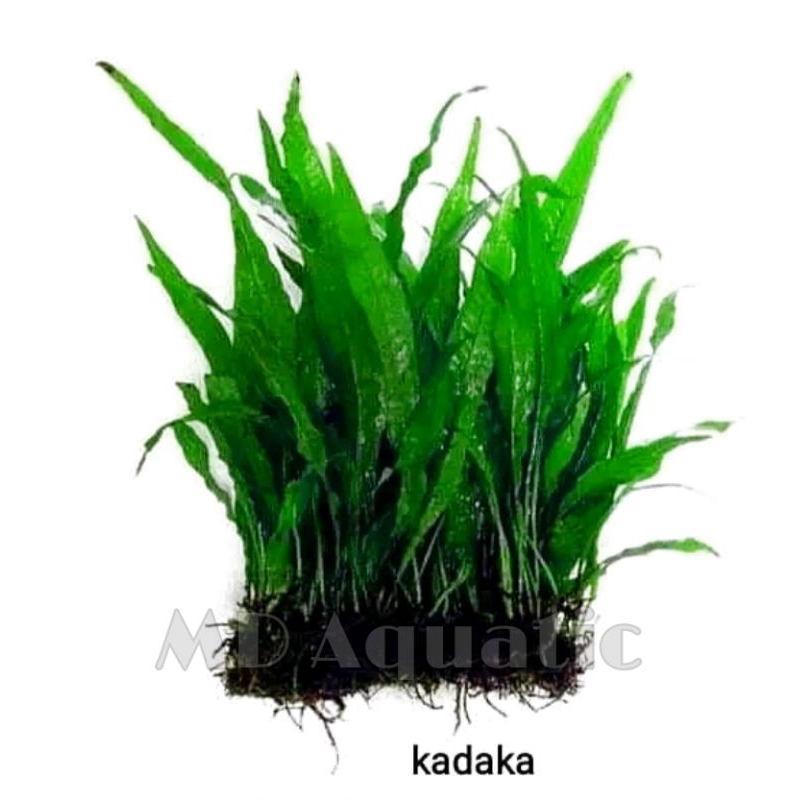 Kadaka Aquascape Java Fern Aquascape