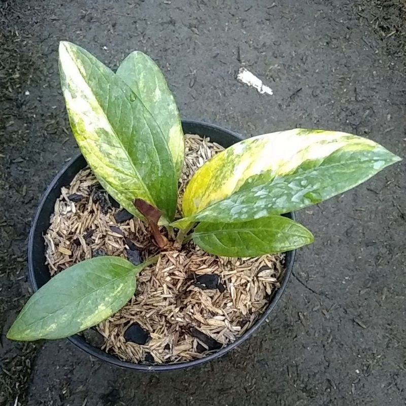 Anthurium Jemani Variegata Koleksi