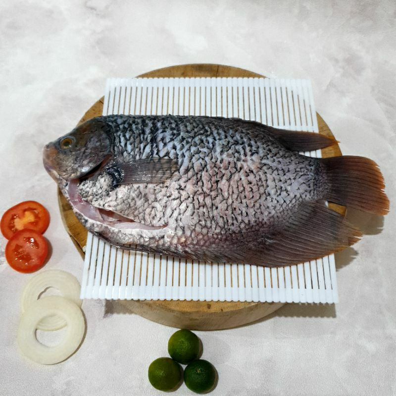 

Ikan Gurame Fresh