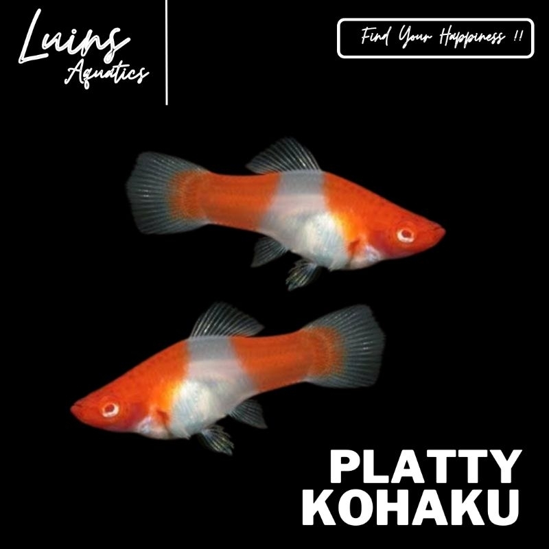 Hiasan Aquarium Ikan Platty Platy Plati Kohaku Santa Claus Jantan Betina Sepasang Male Female Juve I
