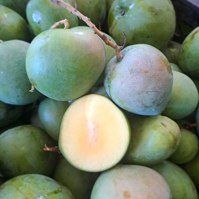 Mangga Apel Mentah fresh
