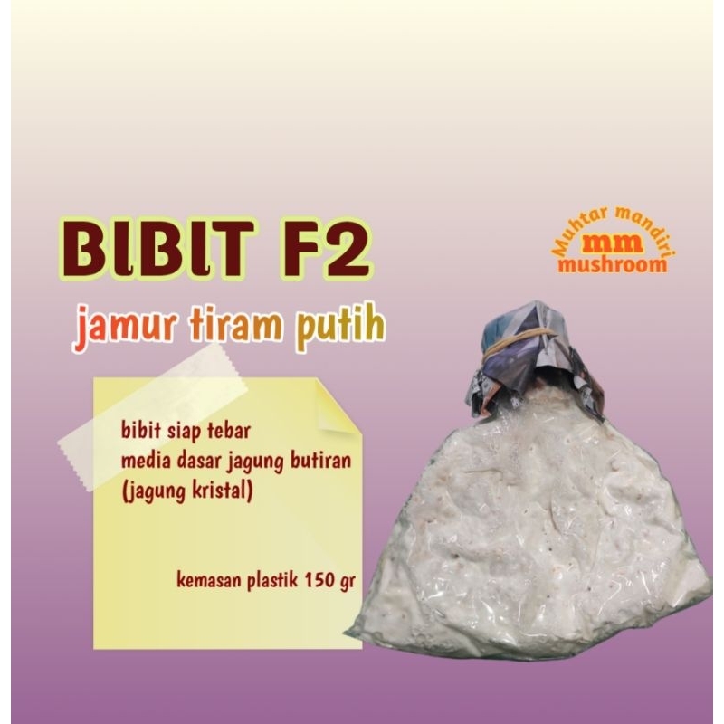

f2 jamur tiram media jagung butiran