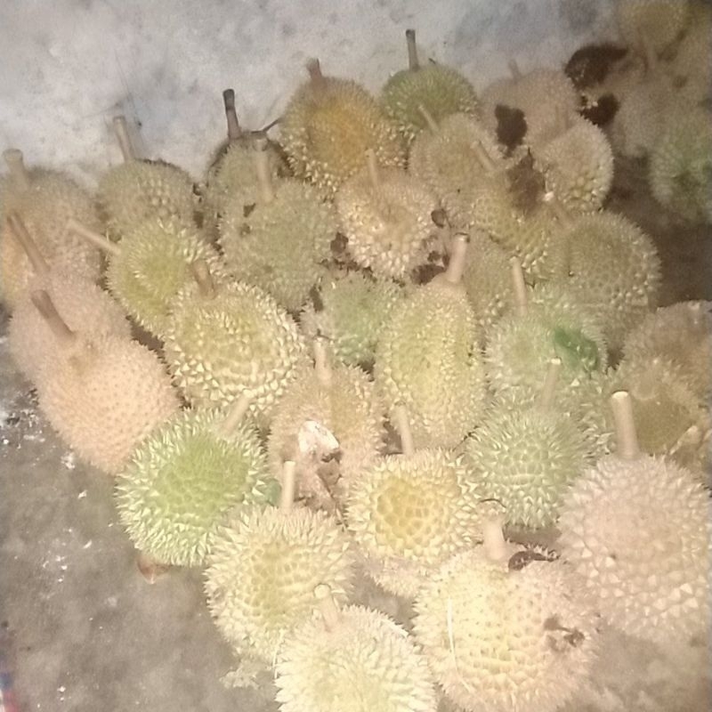 

Durian Lokal