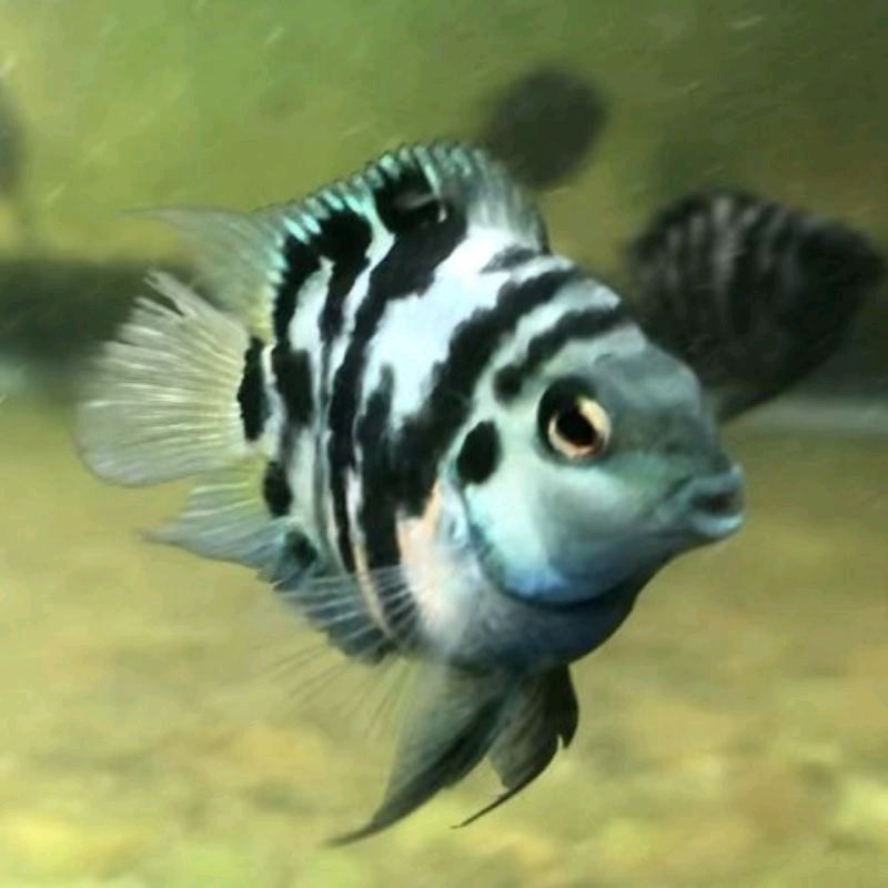 

IKAN BLUE POLAR
