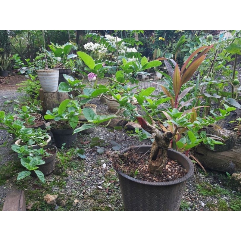 Bonsai Wacang (wahong sancang)