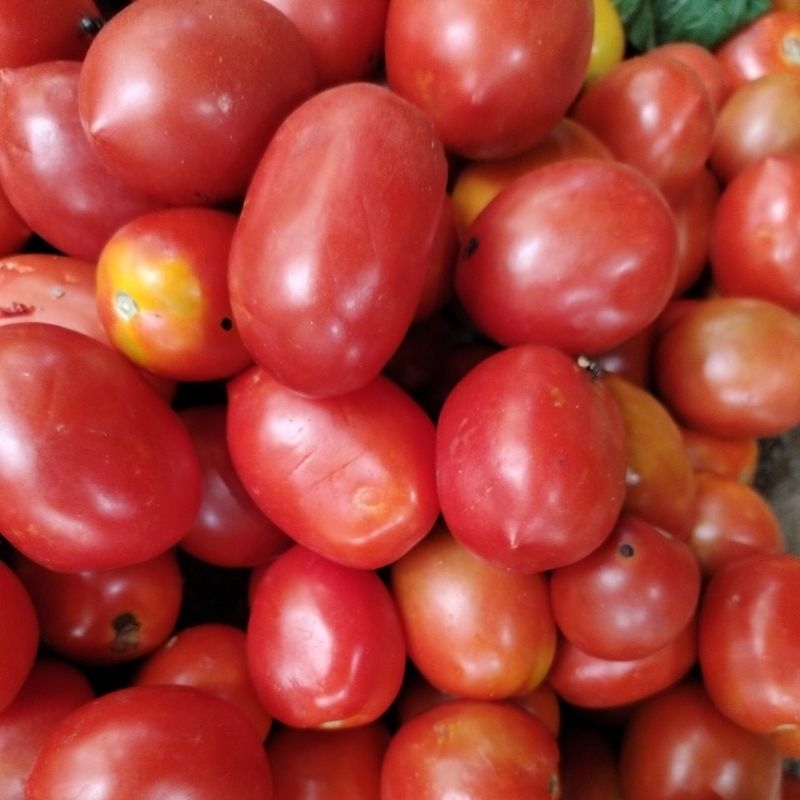 

Tomat merah fresh 10kg