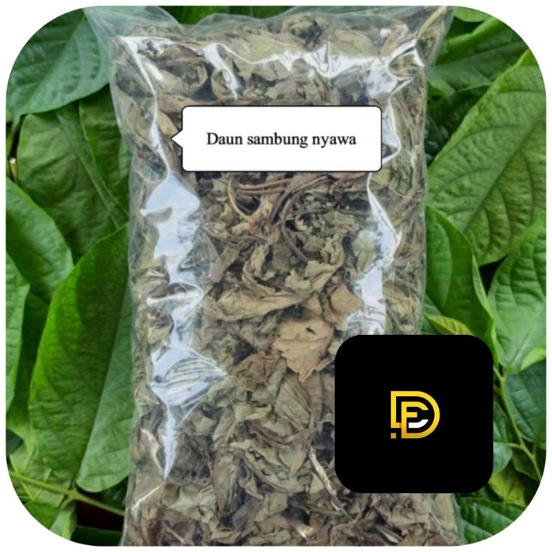 

Daun sambung nyawa kering natural-az