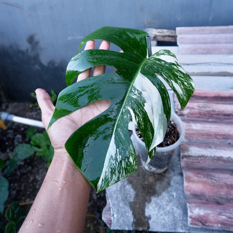 Monstera Varigata Marbel Ekonomis 271”