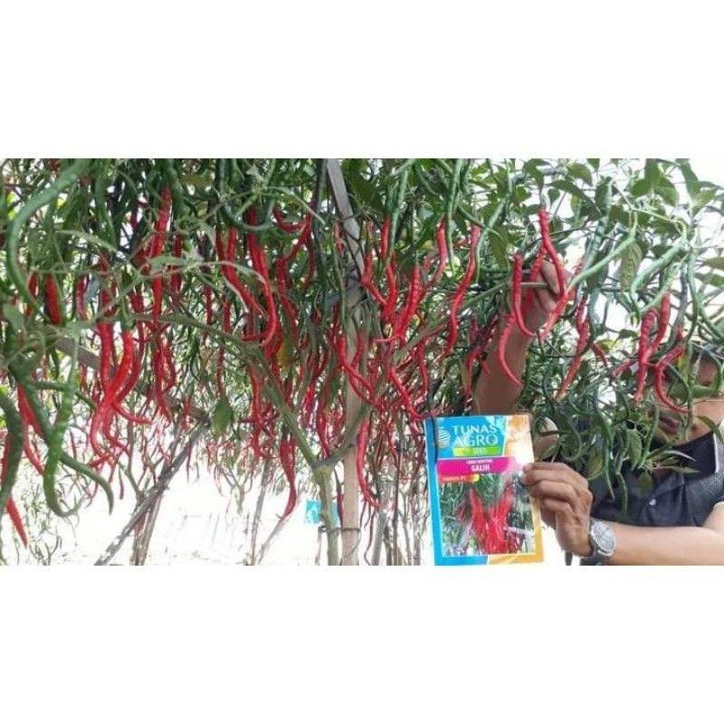 BENIH CABE KERITING GALIH F1 PRODUKSI TINGGI