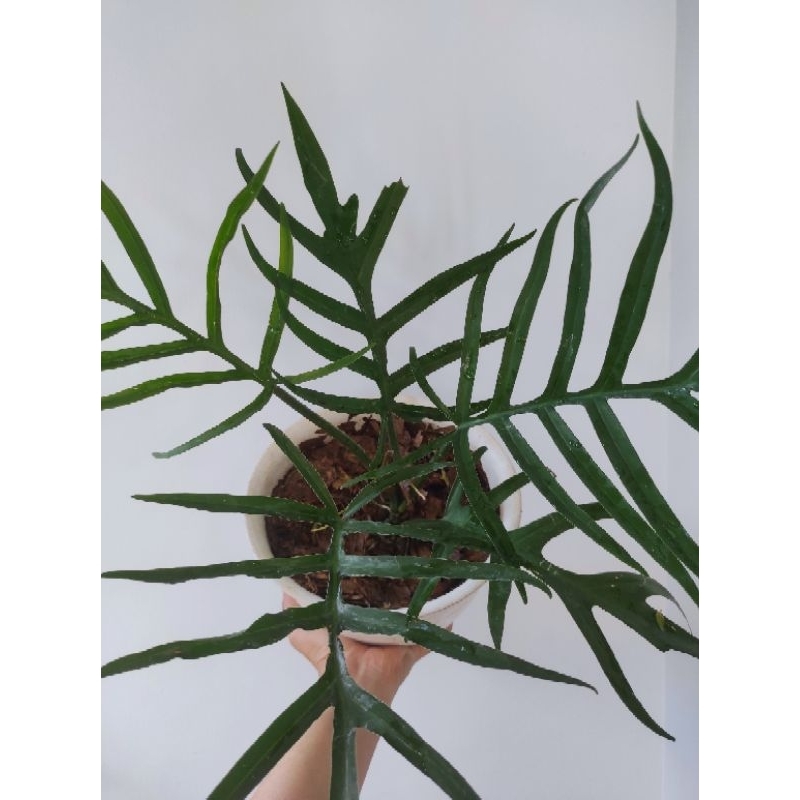 Philodendron Tortum / Philo Tortum