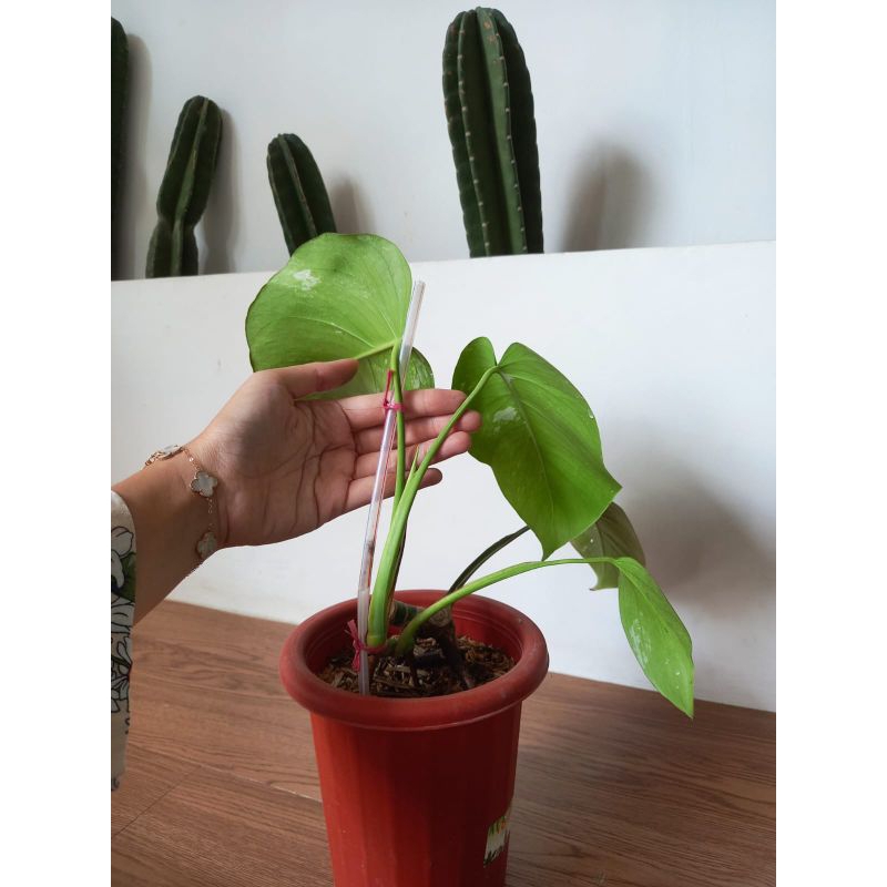 Monstera Variegata / Monvar