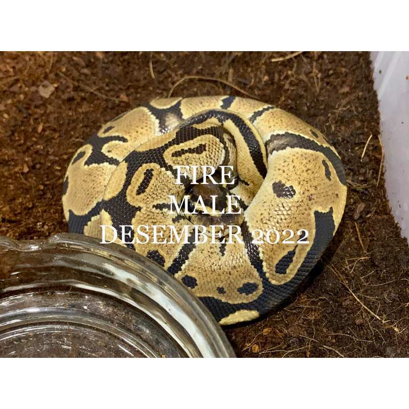 (M) Fire Ball Python [2022010210]