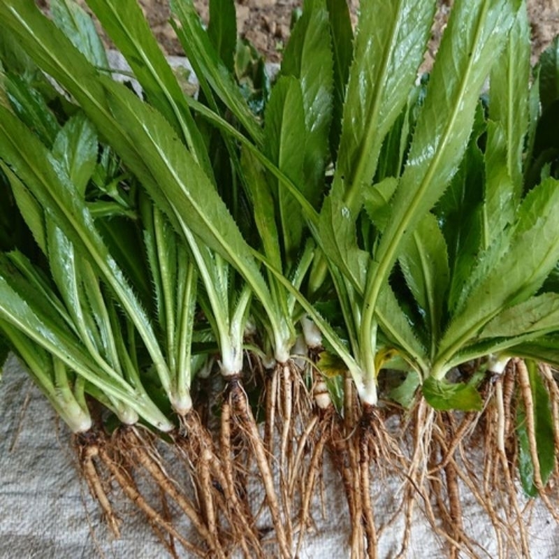 

Daun walang sangit / walang cina segar 100gram