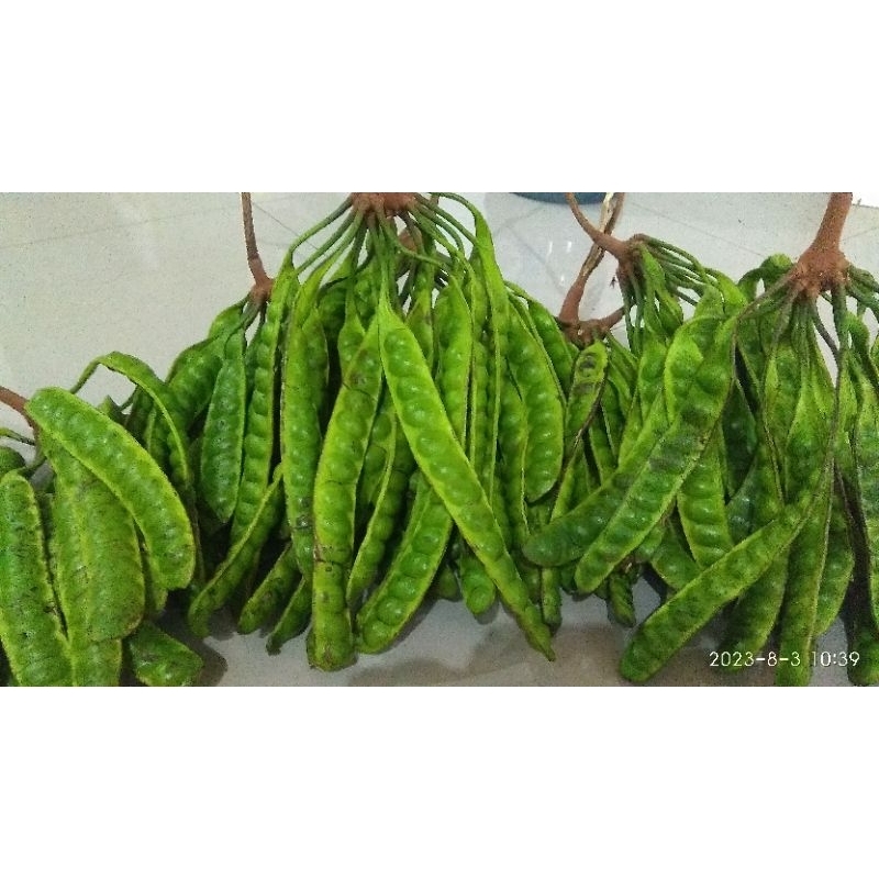 

paket petai menul menul