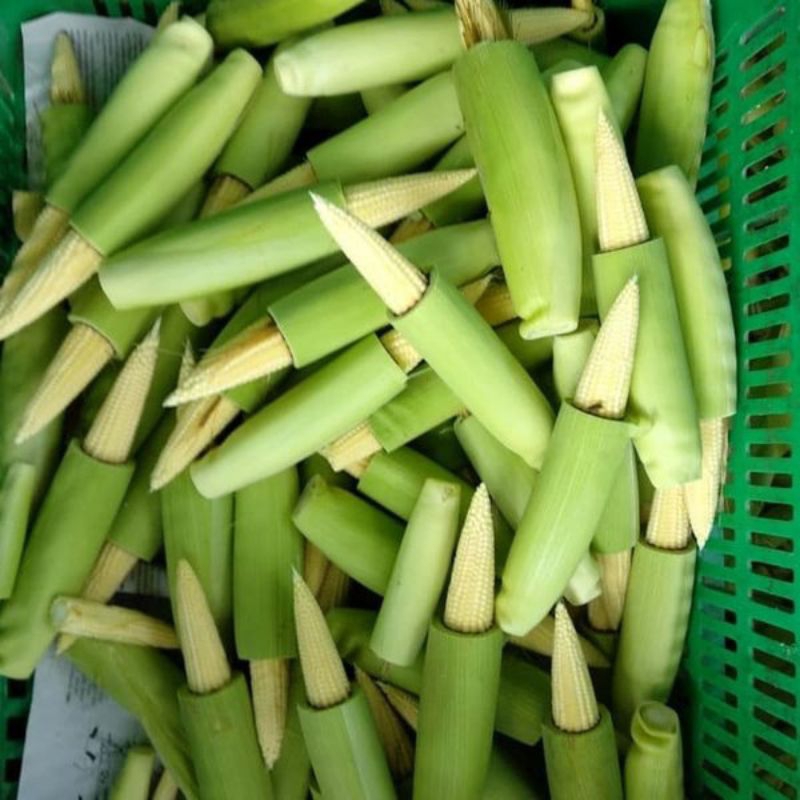 

Jagung Muda / Putren