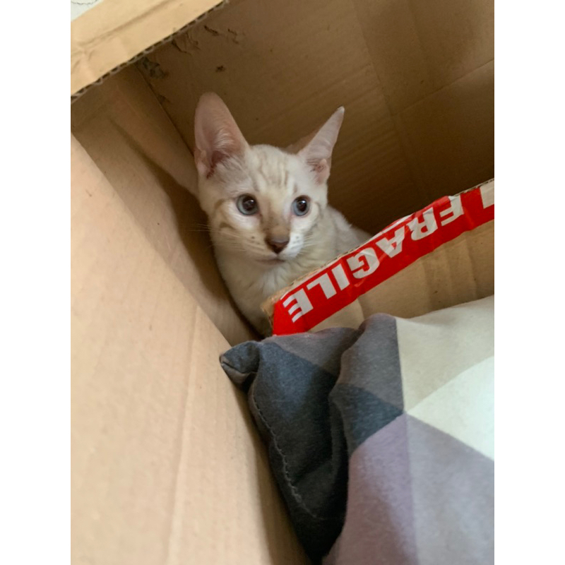 DP kucing bengal kucing macan beserta pet cargo