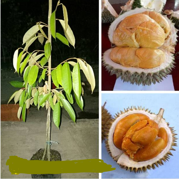 Durian Duri Hitam ( Ochee ) Bibit UNGGUL Cepat Berbuah