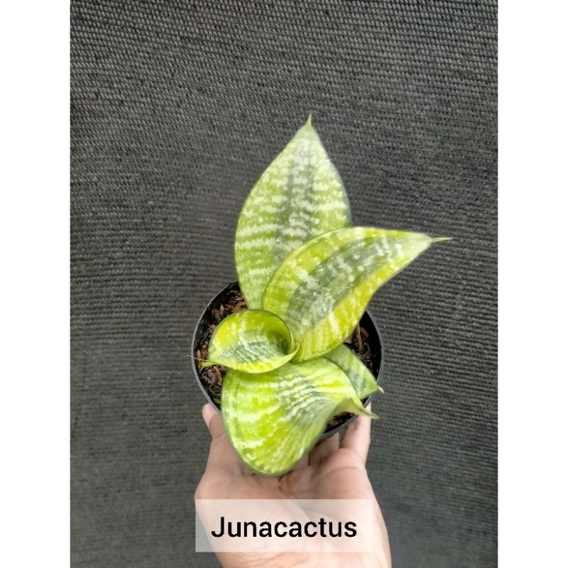 Sansevieria Trifasciata Hahnii Philipine Pot 10 cm