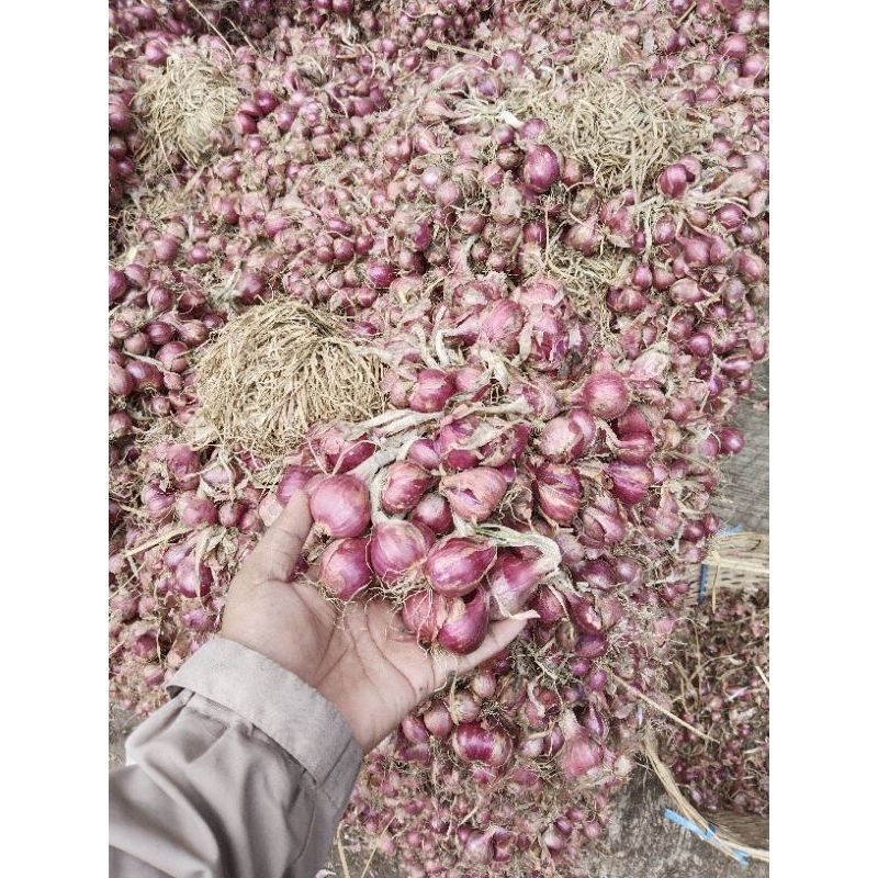 

Bawang merah super