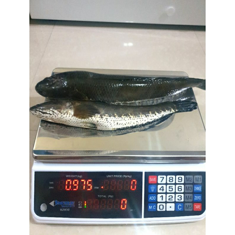 

Ikan gabus fresh frozen