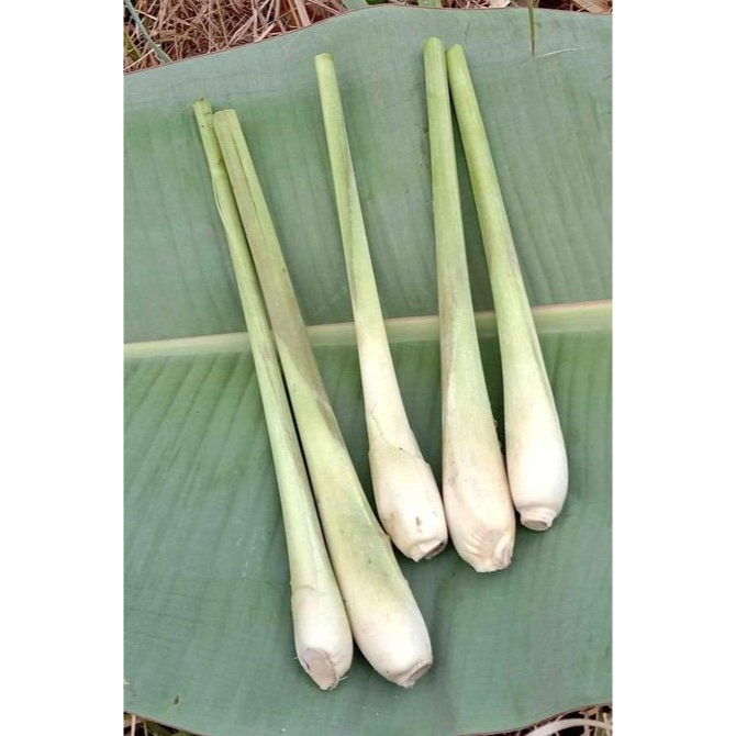 

Sereh Dapur Lemon Grass Organic Fresh Dari Kebun