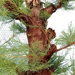 tanaman bibit bahan stek cemara udang tanaman bonsai dan tanaman hias berbagai ukuran sesuai selera