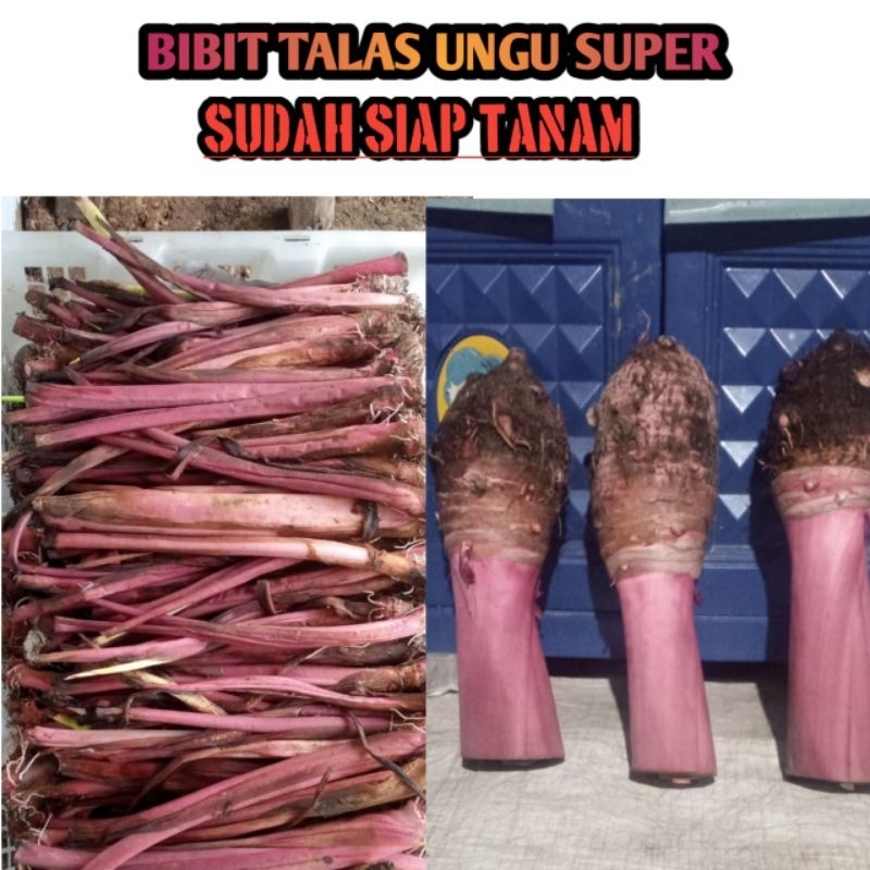 BIBIT UMBI TALAS UNGU ORIGINAL ( PRATAMA 3)