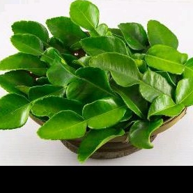 

Daun Jeruk