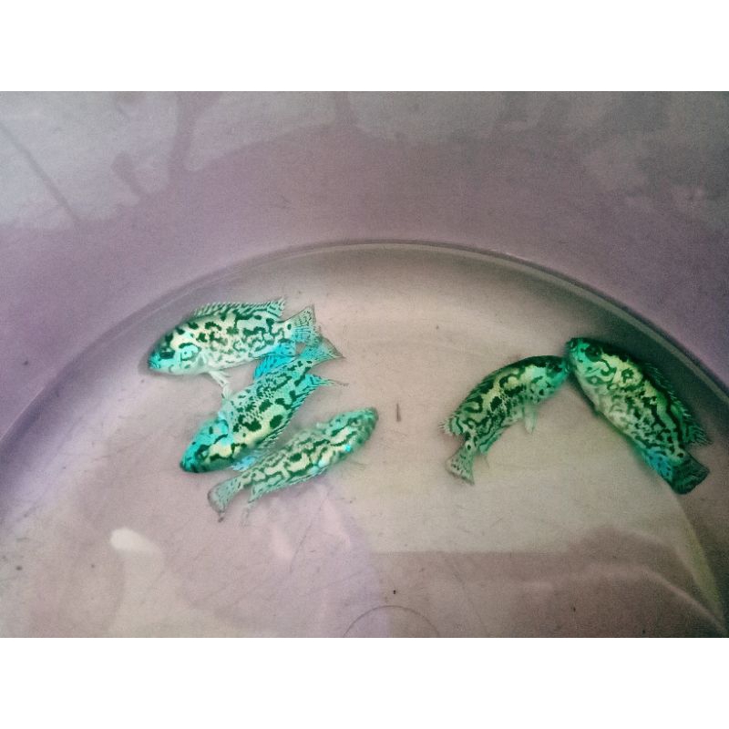 

ikan ebjd electrik blue jack dempsey