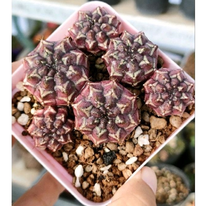 Gymno miha daydream potelan induk ownroot