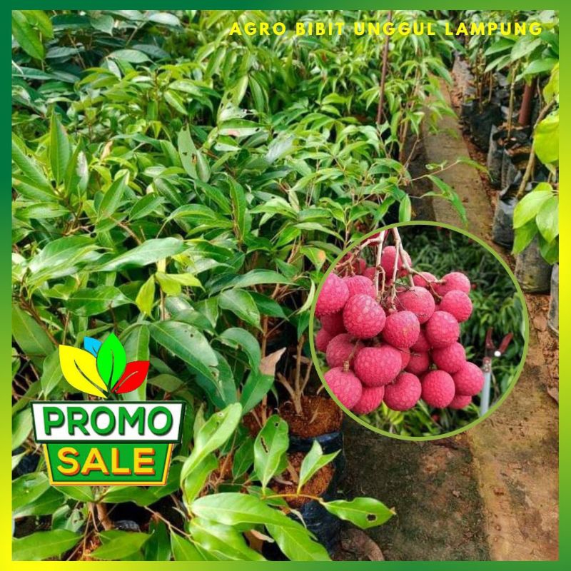 Bibit Leci Merah madu Asli Tanaman Cangkok Cepat Berbuah Agro Bibit Unggul Group