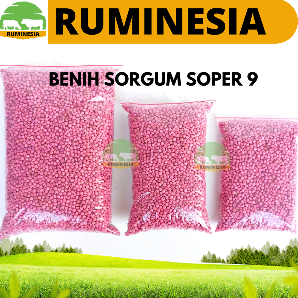 BIBIT SORGUM SOPER 9 KEMASAN 1 KG - Benih Sorgum Varietas Soper - Varian (1kg) Sorghum Cantel hijaua
