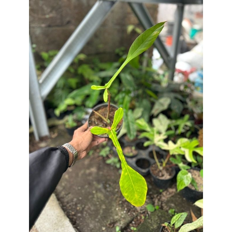 Philodendron Joepii Real Pict