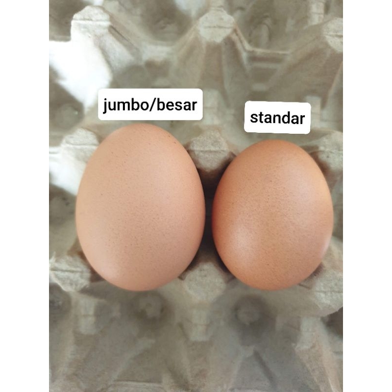 

telur omega 3 ukuran besar