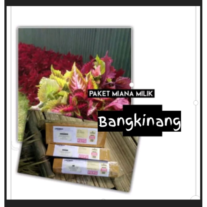 Paket Miana Untuk Bangkinang