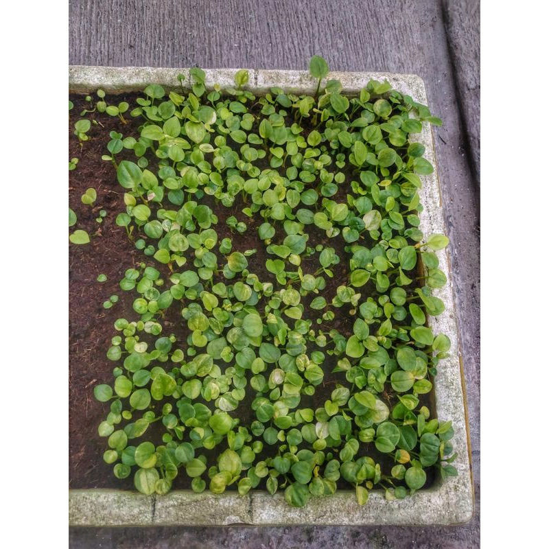 BIBIT ANTHURIUM JEMANI VARIGATA