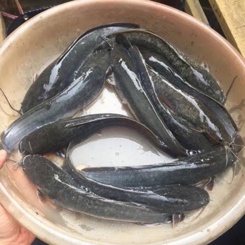 

Ikan Lele segar 1kg Lele lele fresh