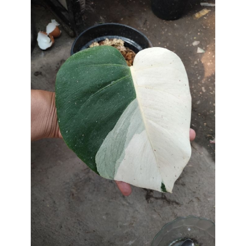 philodendron monstera variegata, satu daun pancing dan sudah tunas