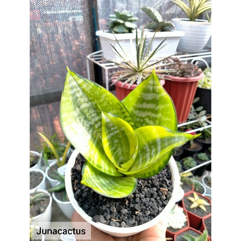 Sansevieria Hahnii Philipine dalam Pot 10 cm