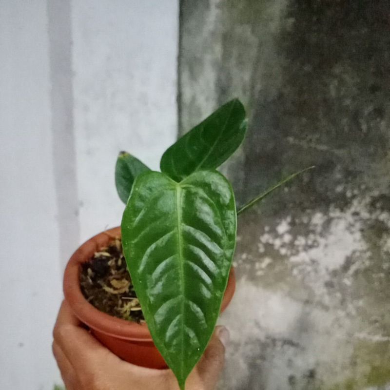 anthurium veitchii ori