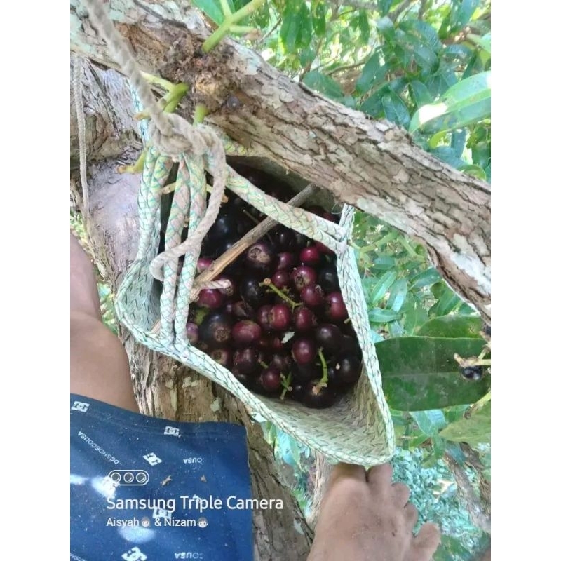 

buah langka mehong Gowok