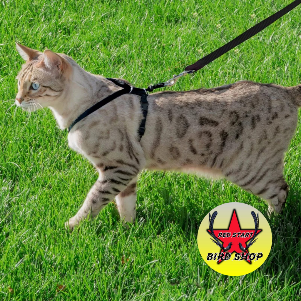 TALI TUNTUN KUCING MODEL H HARNES HARNESS HERNES HARNESS KUCING BAJU KUCING TALI ANJING TALI MONYET TALI