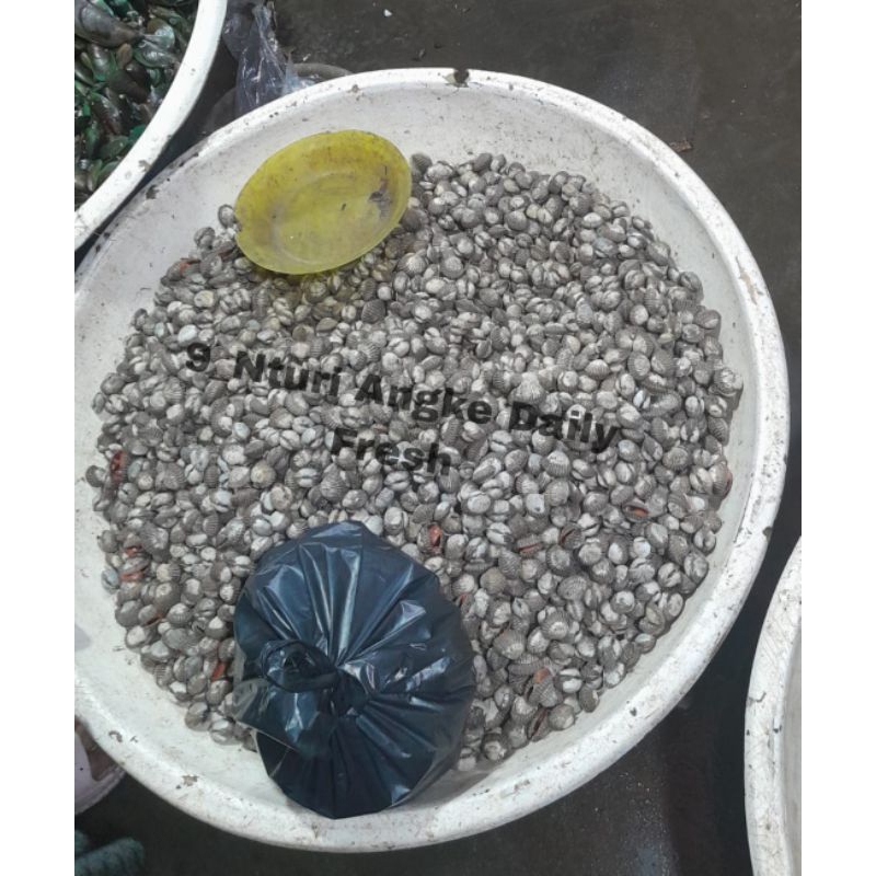 

Kerang Dara Premium{Tambun-Cibitung-cikarang-Bekasi}